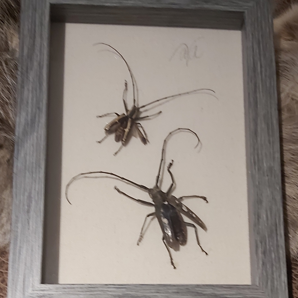 Framed Real Insect Display In Gray Shadow Box 8"x6"
